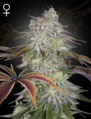 Alienz - GREEN HOUSE SEEDS | TanieSianie.pl