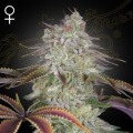 Alienz - GREEN HOUSE SEEDS