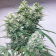 Zenith - ACE SEEDS | TanieSianie.pl