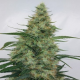 Super Panama Haze - ACE SEEDS | TanieSianie.pl
