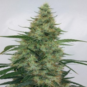 Super Panama Haze - ACE SEEDS | TanieSianie.pl