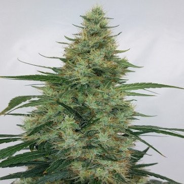Super Panama Haze - ACE SEEDS | TanieSianie.pl