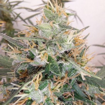 Panama A5 Haze - ACE SEEDS | TanieSianie.pl