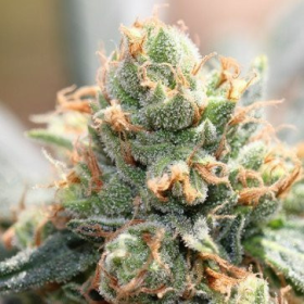 Hash Tonic - ACE SEEDS | TanieSianie.pl