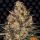 Lemon Drizzle - BARNEY'S FARM | TanieSianie.pl