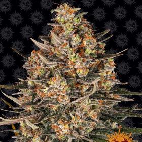 Lemon Drizzle - BARNEY'S FARM | TanieSianie.pl