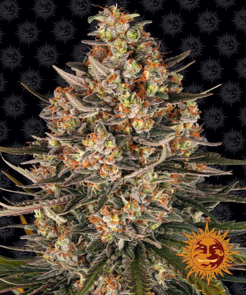 Lemon Drizzle - BARNEY'S FARM | TanieSianie.pl