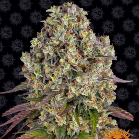Sour Diesel - BARNEY'S FARM | TanieSianie.pl