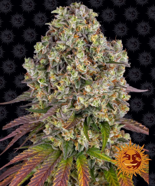 Sour Diesel - BARNEY'S FARM | TanieSianie.pl