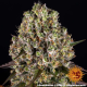 Sour Diesel - BARNEY'S FARM | TanieSianie.pl
