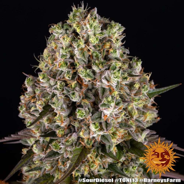 Sour Diesel - BARNEY'S FARM | TanieSianie.pl