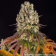 Sour Diesel - BARNEY'S FARM | TanieSianie.pl
