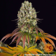 Sour Diesel - BARNEY'S FARM | TanieSianie.pl