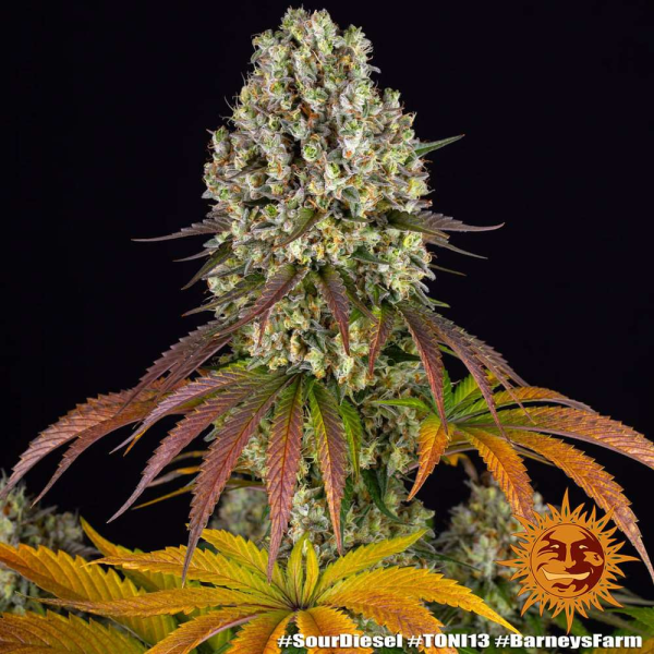 Sour Diesel - BARNEY'S FARM | TanieSianie.pl