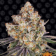 Ice Cream Cake - BARNEY'S FARM | TanieSianie.pl