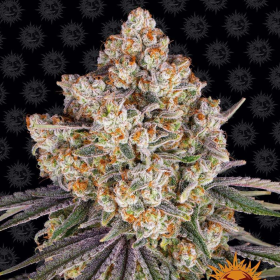 Ice Cream Cake - BARNEY'S FARM | TanieSianie.pl