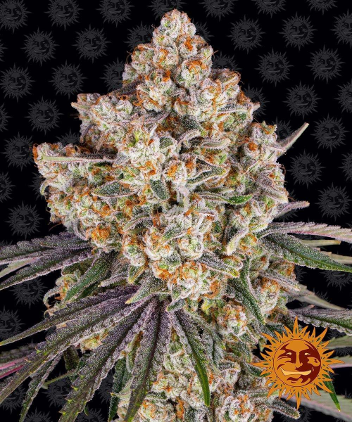 Ice Cream Cake - BARNEY'S FARM | TanieSianie.pl