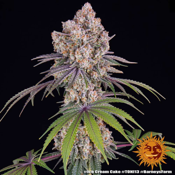 Ice Cream Cake - BARNEY'S FARM | TanieSianie.pl