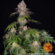 Ice Cream Cake - BARNEY'S FARM | TanieSianie.pl