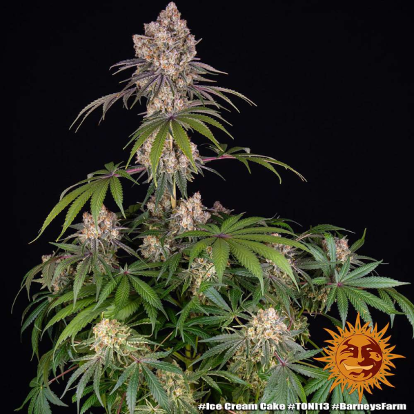 Ice Cream Cake - BARNEY'S FARM | TanieSianie.pl