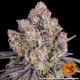 Ice Cream Cake - BARNEY'S FARM | TanieSianie.pl