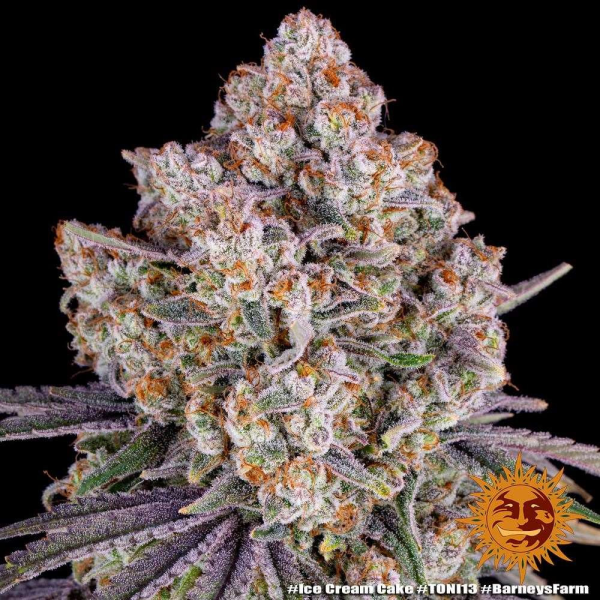 Ice Cream Cake - BARNEY'S FARM | TanieSianie.pl
