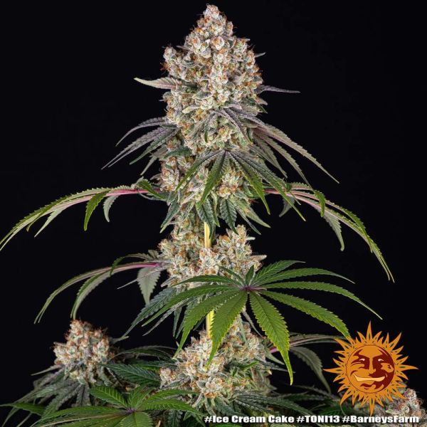 Ice Cream Cake - BARNEY'S FARM | TanieSianie.pl