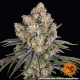 Ice Cream Cake - BARNEY'S FARM | TanieSianie.pl