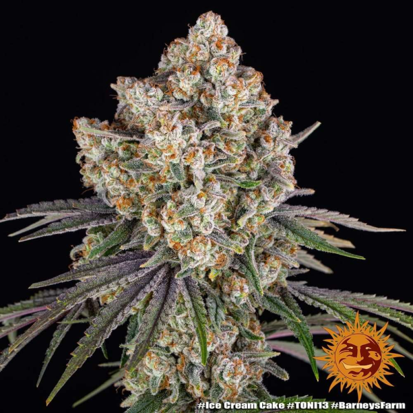 Ice Cream Cake - BARNEY'S FARM | TanieSianie.pl