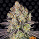 Runtz - BARNEY'S FARM | TanieSianie.pl