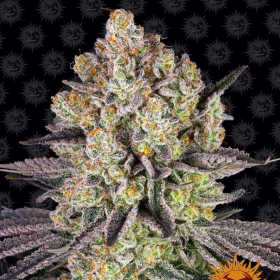 Runtz - BARNEY'S FARM | TanieSianie.pl