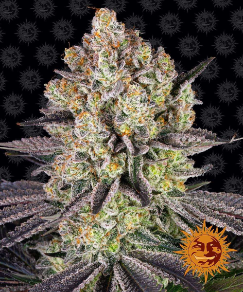 Runtz - BARNEY'S FARM | TanieSianie.pl