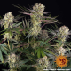 Runtz - BARNEY'S FARM | TanieSianie.pl