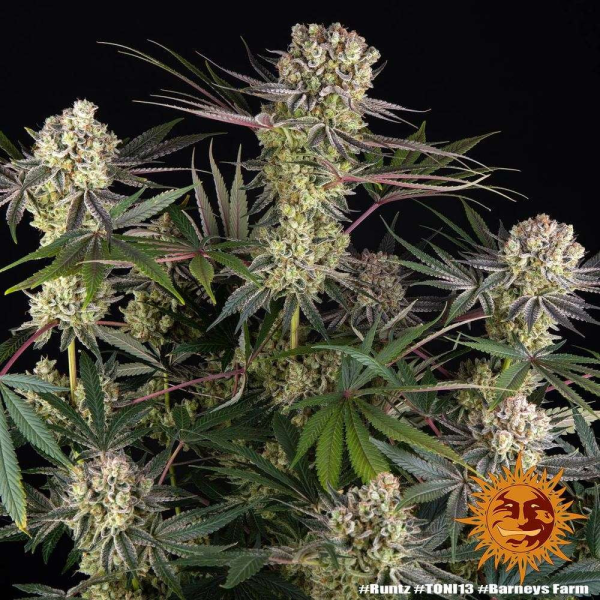 Runtz - BARNEY'S FARM | TanieSianie.pl