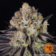 Runtz - BARNEY'S FARM | TanieSianie.pl