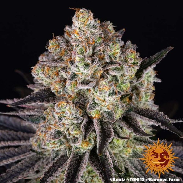 Runtz - BARNEY'S FARM | TanieSianie.pl
