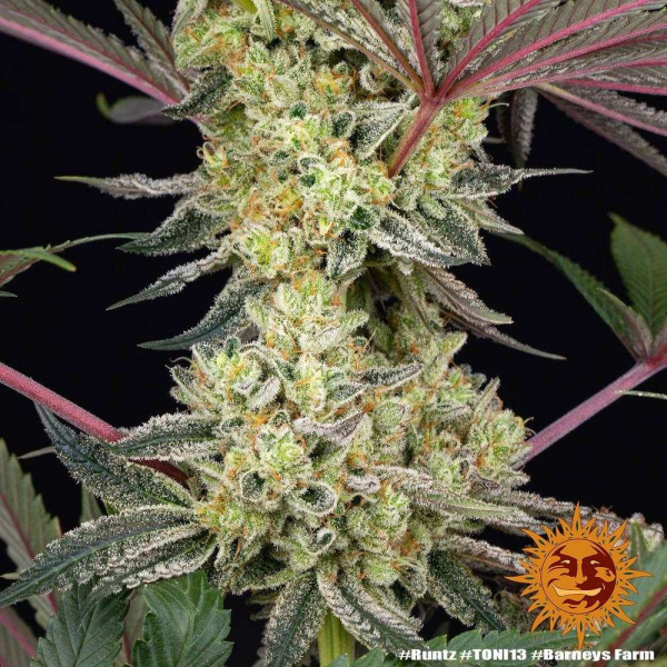 Runtz - BARNEY'S FARM | TanieSianie.pl