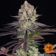 Runtz - BARNEY'S FARM | TanieSianie.pl