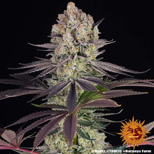 Runtz - BARNEY'S FARM | TanieSianie.pl