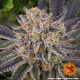 Runtz - BARNEY'S FARM | TanieSianie.pl