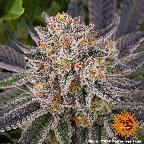 Runtz - BARNEY'S FARM | TanieSianie.pl