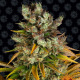GMO - BARNEY'S FARM | TanieSianie.pl