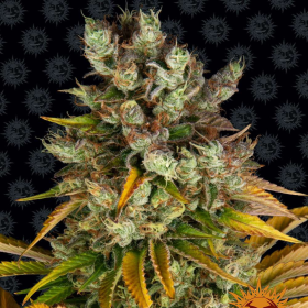 GMO - BARNEY'S FARM | TanieSianie.pl