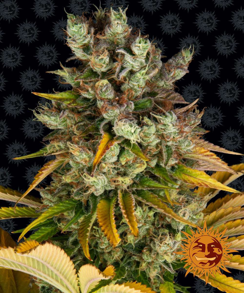 GMO - BARNEY'S FARM | TanieSianie.pl