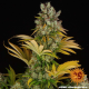 GMO - BARNEY'S FARM | TanieSianie.pl
