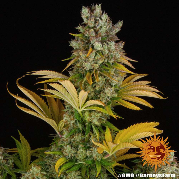 GMO - BARNEY'S FARM | TanieSianie.pl