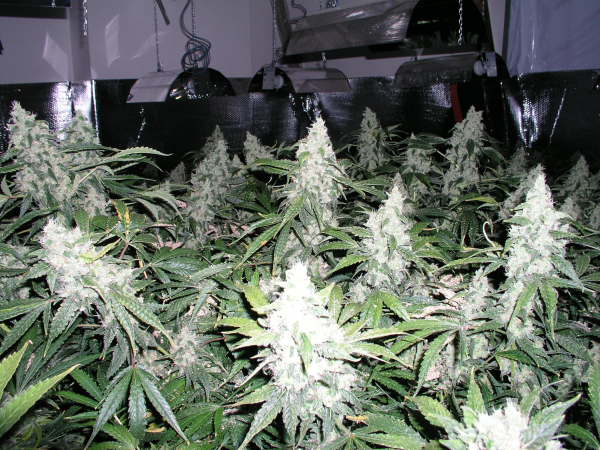 Northern Light Auto - NIRVANA | TanieSianie.pl