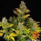 GMO - BARNEY'S FARM | TanieSianie.pl
