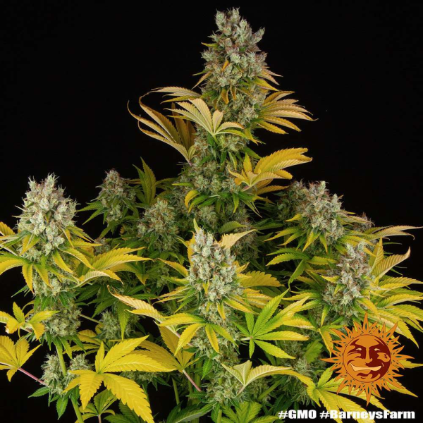 GMO - BARNEY'S FARM | TanieSianie.pl