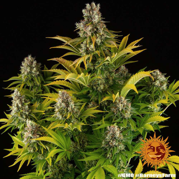 GMO - BARNEY'S FARM | TanieSianie.pl